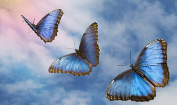 Eben Alexander living mindful universe