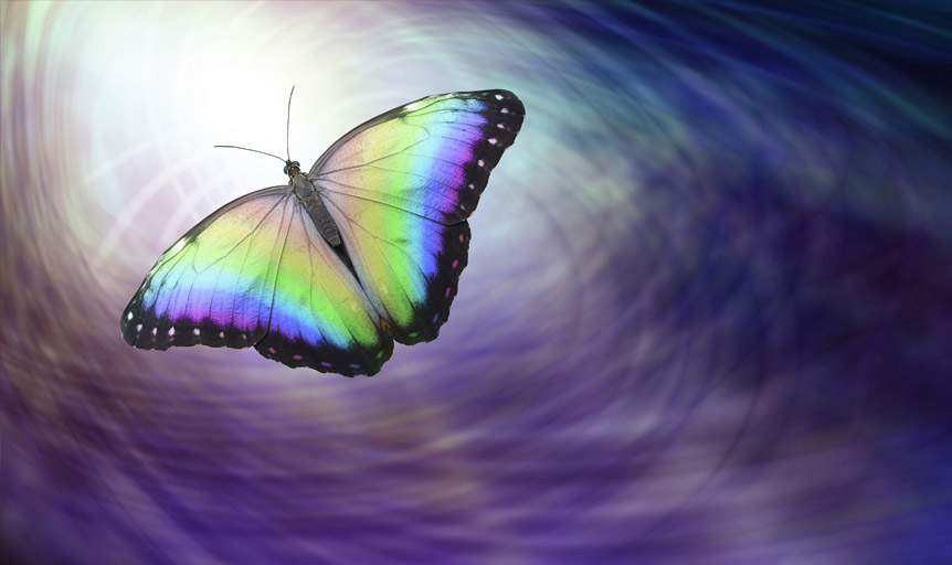 Lorenzo Marion Danielle Lin butterfly purple