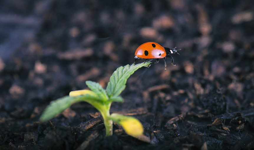ladybug hemp Brie Malarkey Danielle Lin
